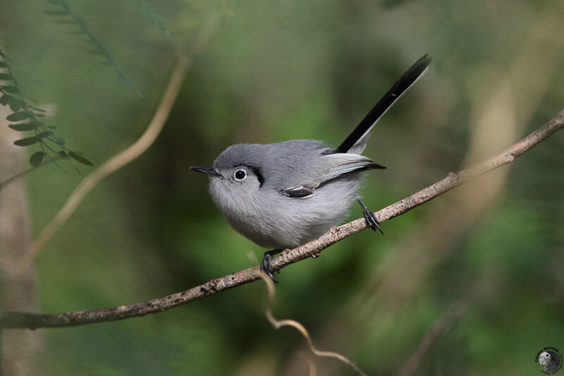 Cuban Gnatcatcheradult, identification