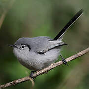 Cuban Gnatcatcher