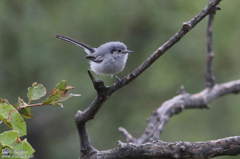 Masked Gnatcatcher female adult, identification