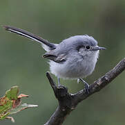 Masked Gnatcatcher