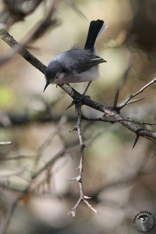 Tropical Gnatcatcher female adult, identification