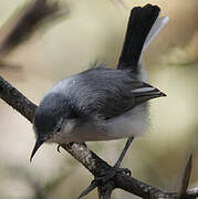 Tropical Gnatcatcher