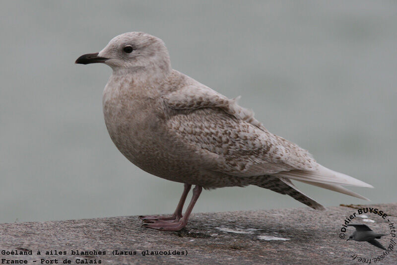 Iceland GullFirst year