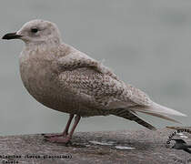 Iceland Gull