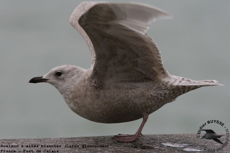 Goéland à ailes blanches1ère année