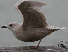 Iceland Gull