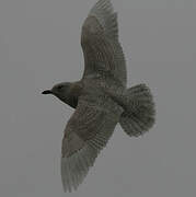 Iceland Gull