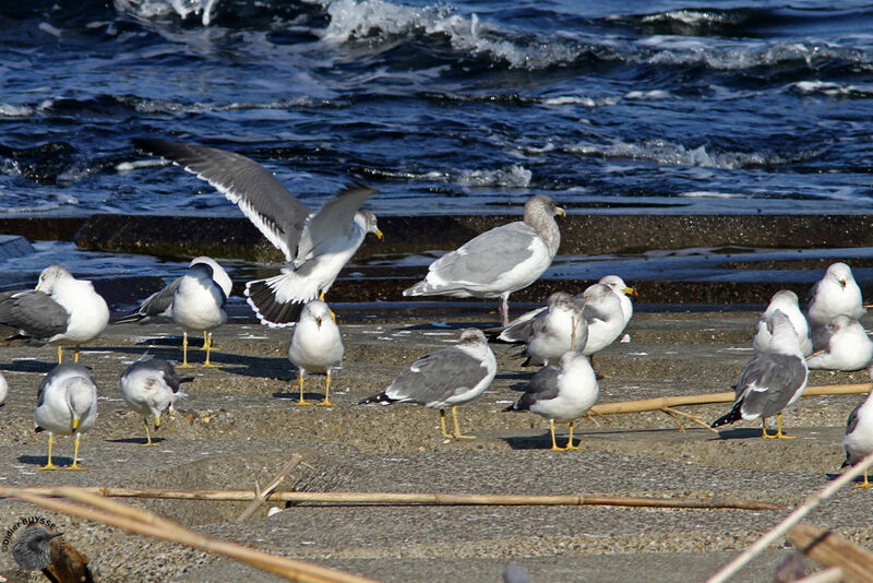 Goéland à ailes grises, identification