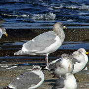 Glaucous-winged Gull