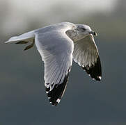 Ring-billed Gull