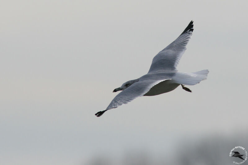 Ring-billed Gull, Flight