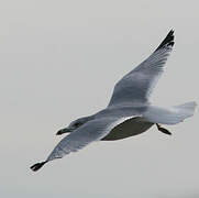 Ring-billed Gull