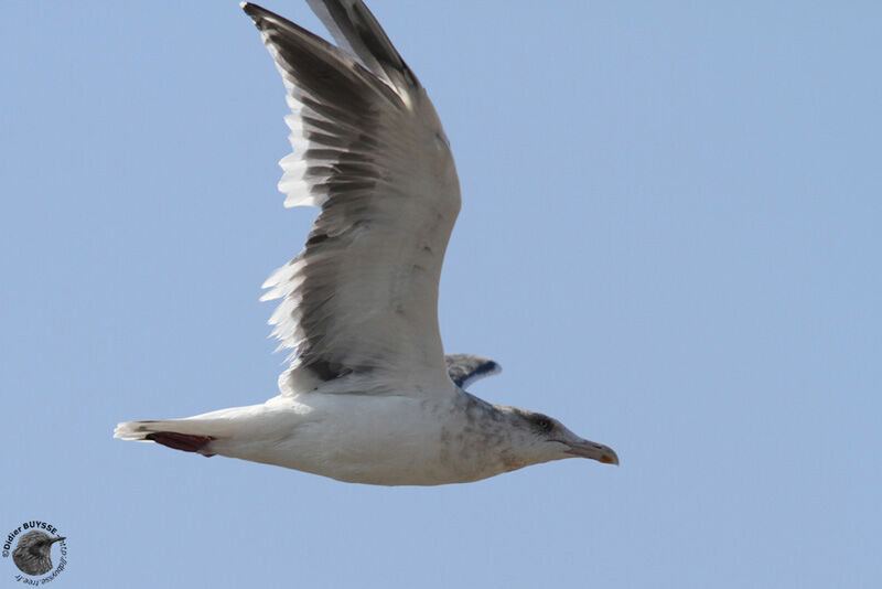 Slaty-backed Gullimmature, Flight