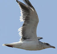 Slaty-backed Gull