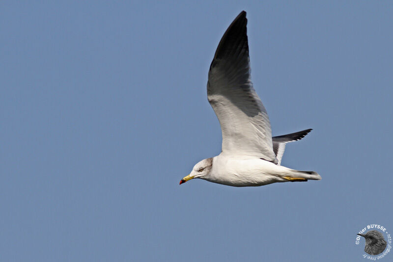 Black-tailed Gull, identification