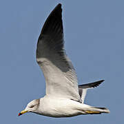 Black-tailed Gull