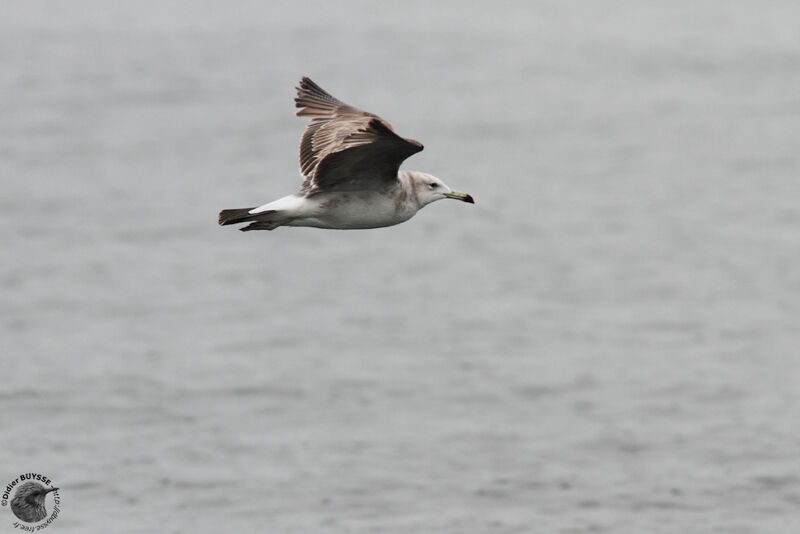 Black-tailed Gullimmature, Flight