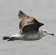 Black-tailed Gull