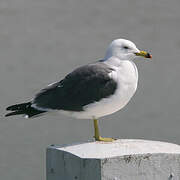 Black-tailed Gull