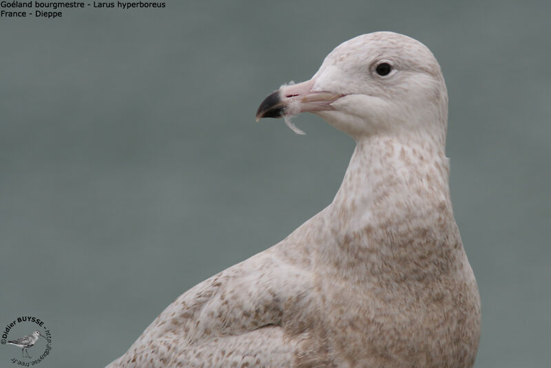 Glaucous GullSecond year, identification