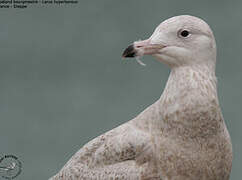 Glaucous Gull