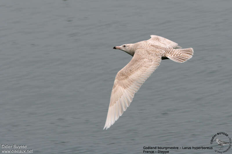 Glaucous GullSecond year, Flight