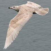 Glaucous Gull