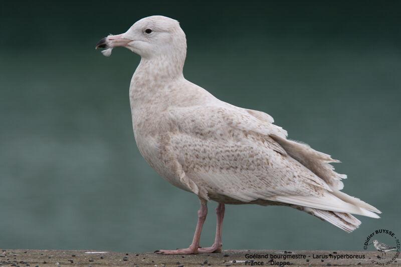 Glaucous GullSecond year, identification