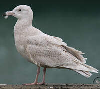 Glaucous Gull