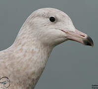 Glaucous Gull