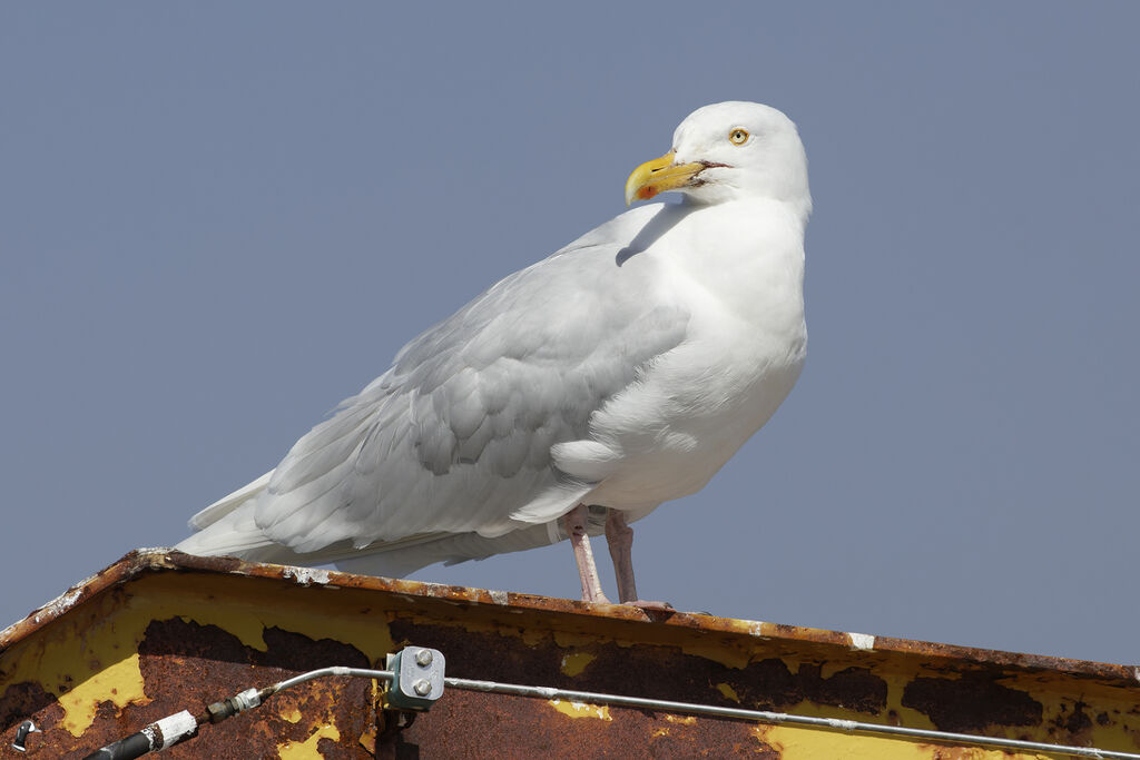 Glaucous Gulladult