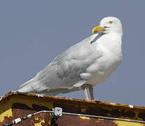 Glaucous Gull