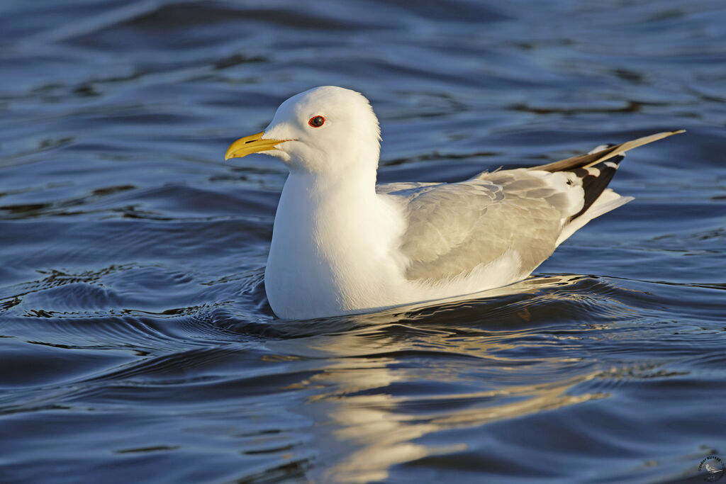 Goéland cendréadulte, nage