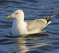 Common Gull