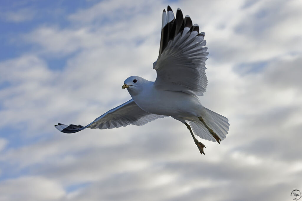 Common Gulladult, Flight