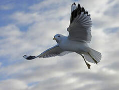 Common Gull