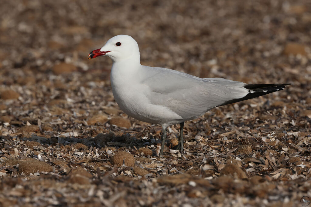 Audouin's Gull