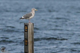 Goéland de la Véga adulte internuptial dibu79454