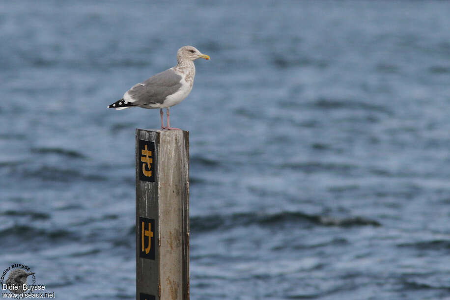 Goéland de la Végaadulte internuptial, identification