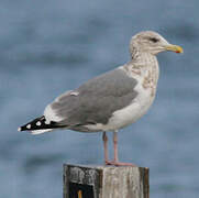 Vega Gull