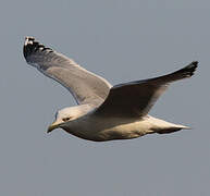 Vega Gull