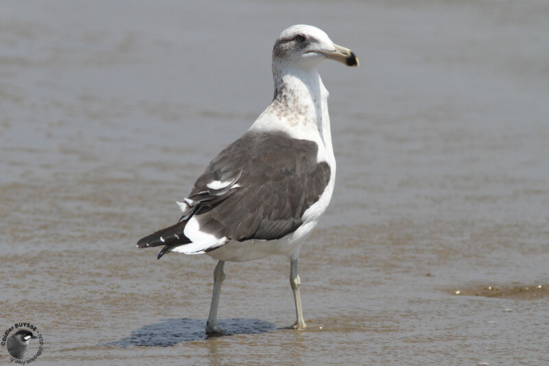 Kelp Gull, identification