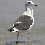 Kelp Gull