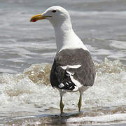 Kelp Gull