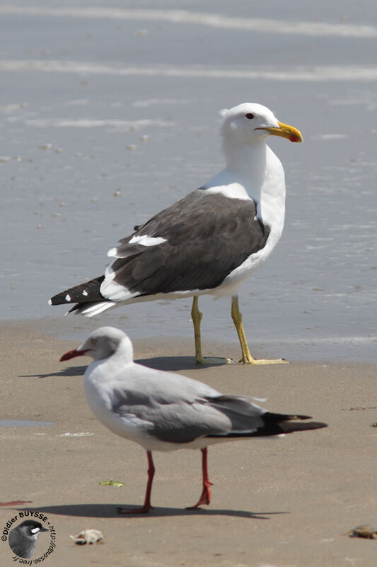 Goéland dominicainadulte, identification