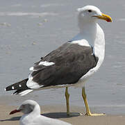 Kelp Gull