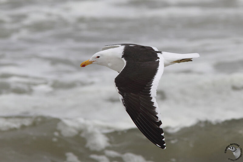 Kelp Gulladult, Flight