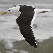 Kelp Gull