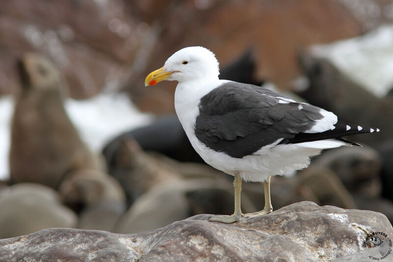 Goéland dominicainadulte, identification