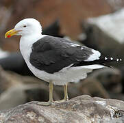 Kelp Gull